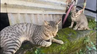 Cats and kitten