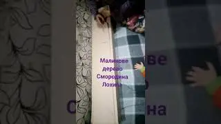 Отзыв Агромаркет (Відгук) Малинове дерево. Червона смородина. Лохина.
