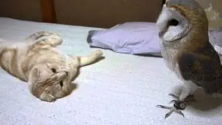 My barn owl and cat