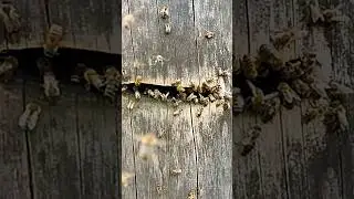 полёт пчёл в слоумо  