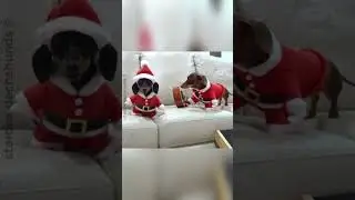 Merry Christmas from the bottom of our hearts!  