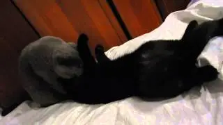 Кото ласки
