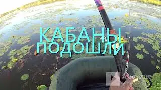 КАРАСИ МОНСТРЫ КЛЮЮТ НА ЗАКАТЕ! Рыбалка на поплавок!