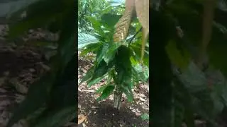 PETANI Kakao TINJAU PERKEMBANGAN KEBUN SETELAH APLIKASI JAKABA