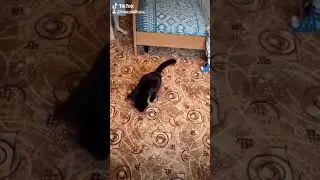крутится волчек