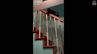 Cats of TikTok! (A Compilation)