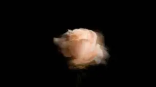 Rakhim - sky rose