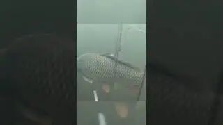 Грация и мощь