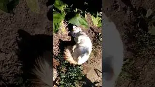 07 сентября 2024_Московская обл_Рузский район_деревня Новогорбово_посёлок Колюбакино #дача #тучково