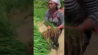 perjuangan seorang ibu buwat masa depan anak,, nya tanpa mengenal lelah