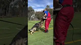 Qarl von Taylorhof Protection