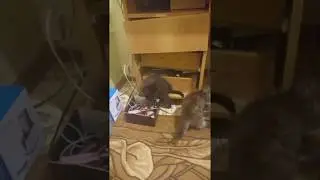 Мои помощники