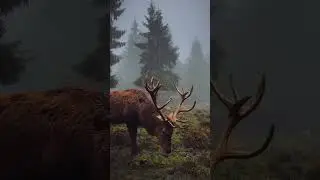 Ultimate Wild Animals in 8K ULTRA HD / 8K TV