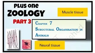 Structural organization in animals +1 Zoology Part 3 NCERT Biology