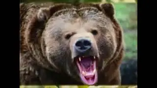 НЕ ДРАЗНИТЕ СОБАК   (-) слова