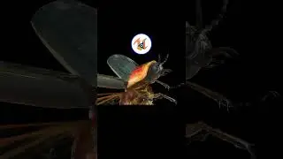 UPBGE - Bug Collection