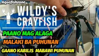 PAANO BA MAG-ALAGA NG CRAYFISH | WILDY'S CRAYFISH FARM
