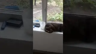 #котМотя отдыхаю я.3#сентября