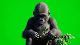 10 Action Shots Gorilla on Green Screen |  