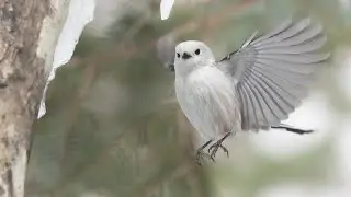 雪の妖精「シマエナガ」。可愛いあなたは一体何をしているの？