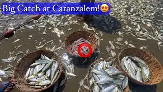 Massive catch by Caranzalem Ramponkars, Goa || Bumper Catch in Goa🐠