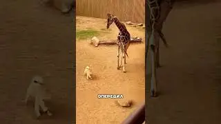 A giraffe lay down on the ground to save a dog 🦒