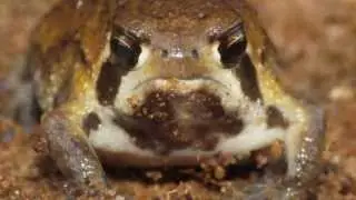 Bushveld Rain Frog feeding.