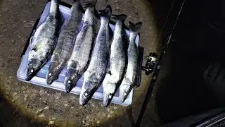 НОЧНАЯ ЛОВЛЯ СУДАКА. ПОБЕДИТЕЛЬ РОЗЫГРЫША!