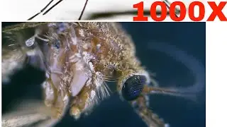 Mosquito 1000X