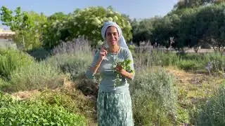 חסת המצפן