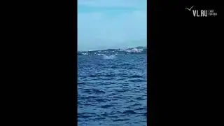 VL.ru - Акула-мако появилась в бухте Андреева в районе пляжа Ханган в Приморском крае