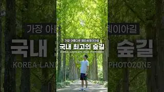 국내에서 가장 아름다운 숲길 추천!