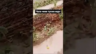 07. 05. 2024 БОРИШИ ҶОЛА ДАР ТОҶИКИСТОН #news #travel