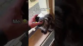 The Cutest Superhero Cat You'll See Today! 🦇😹