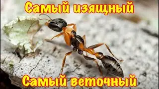The Ants. Изящный Веточный Муравей