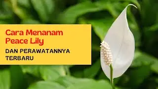 Cara menanam Peace Lily dan Perawatannya