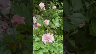 Роза Анна Болейн #СадДаса