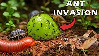 I Built a Mini Bug Ecosystem