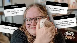 How are Tiffin and Toast settling in? Breeding plan updates... | Rat Keeper Q&A🐀