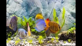 Complete restart of the discus aquarium. Delivery of discus by mail from Germany. Part 1.