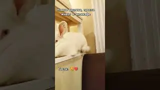 Эльза наша самая добротная булочка ❤️ 