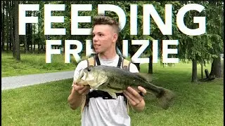 INSANE bass feeding FRENZIE! (Father's Day Pt. 2)