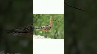#shorts🐦👍Малый веретенник