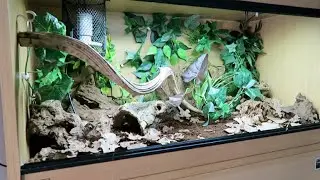 North American Forest Themed Snake Enclosure!