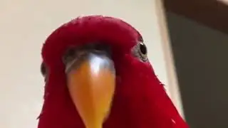 Five Nights at Staring Red Bird's