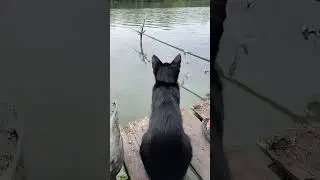 Кот рыбак 