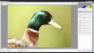 Full HD: Videokurz Photoshop Elements 11