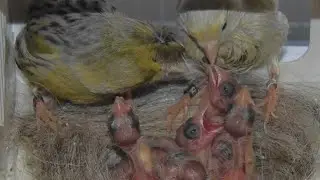 Detailed instructions for the reproduction of canaries
