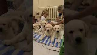 Щенки Лабрадора Одесса