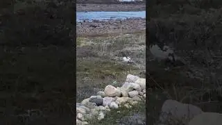 🎣Ловля сёмги на Кольском. Первый рыболовный день #кольский #нахлыст ##рыбалканахлыстом #flyfishing